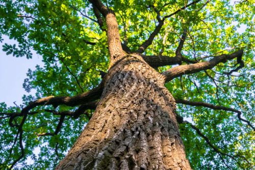 Hardwood Tree