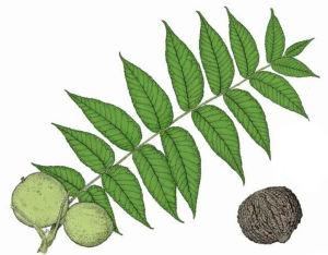 Leaves and fruit of Walnut tree