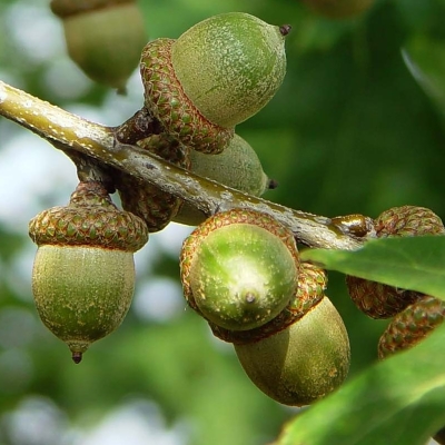 White Oak acorns