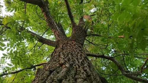 Eastern Black Walnut Tree