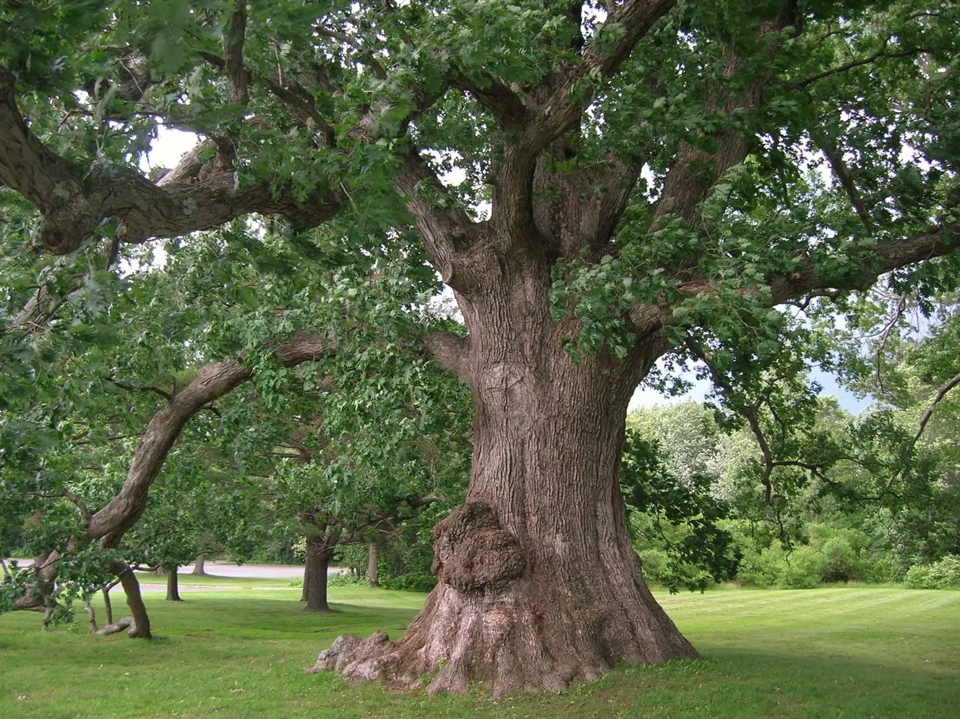 Red oak tree